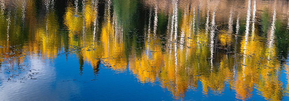 Aspen trees reflect in fall. Rocky Mountains-Colorado-USA.